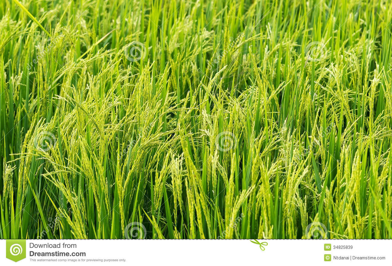 Rice Field Royalty Free Stock Images   Image  34825839