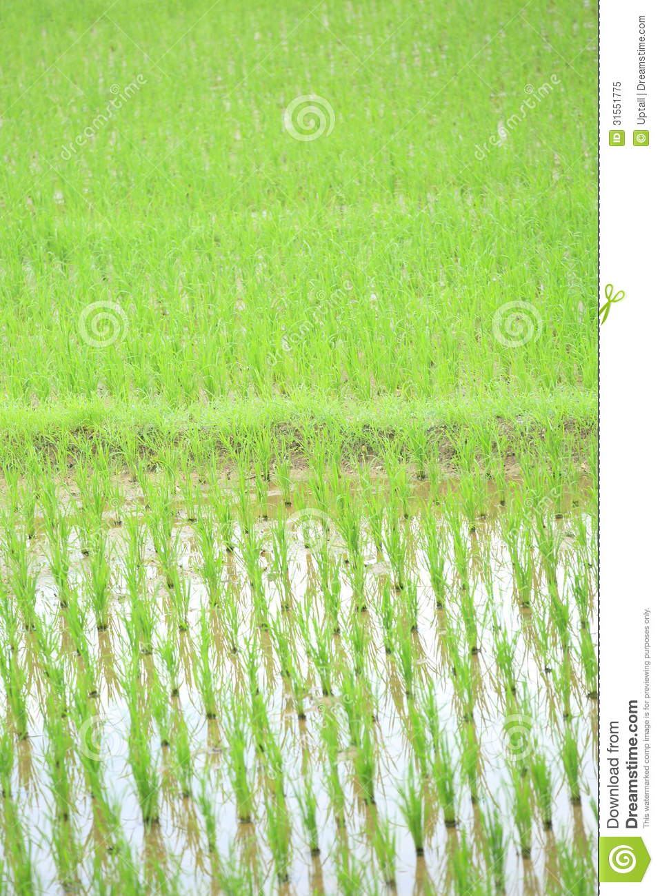 Rice Field Royalty Free Stock Photo   Image  31551775