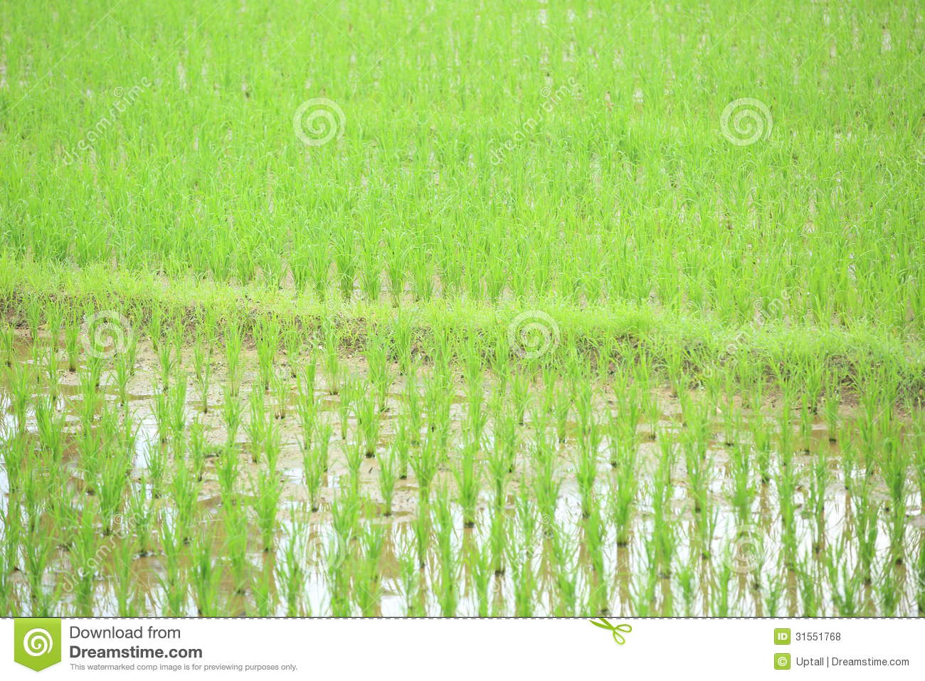 Rice Field Royalty Free Stock Photos   Image  31551768