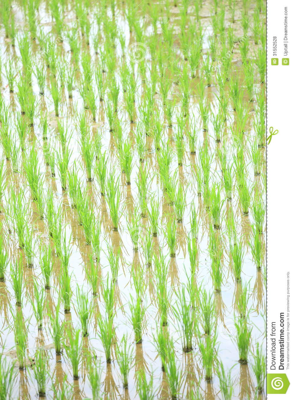 Rice Field Royalty Free Stock Photos   Image  31552528