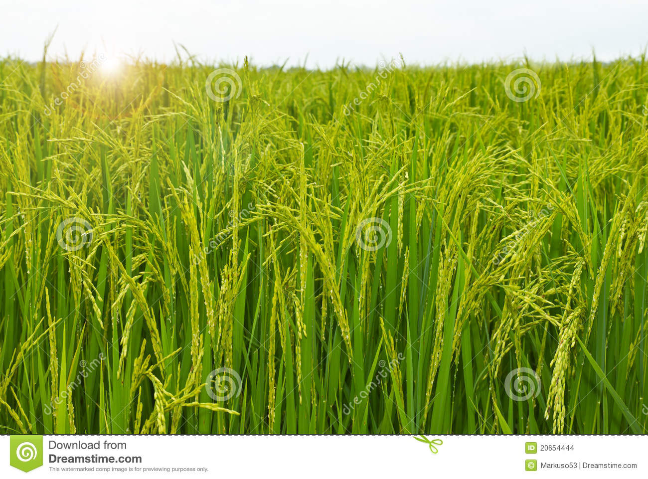 Rice Field Stock Images   Image  20654444