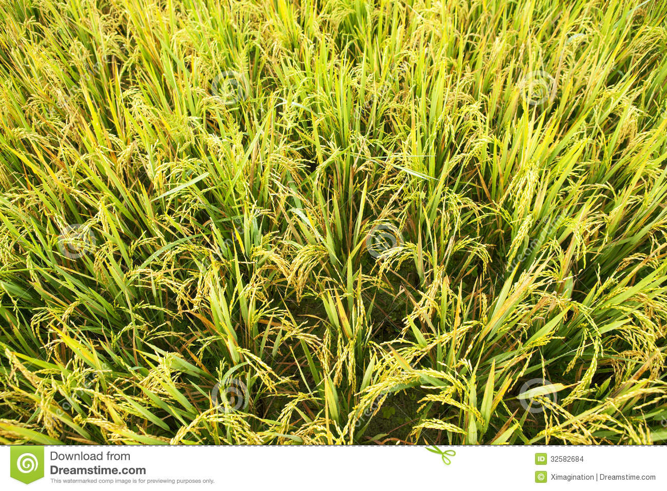 Rice Plant Clip Art For   Rice Plant Clipart