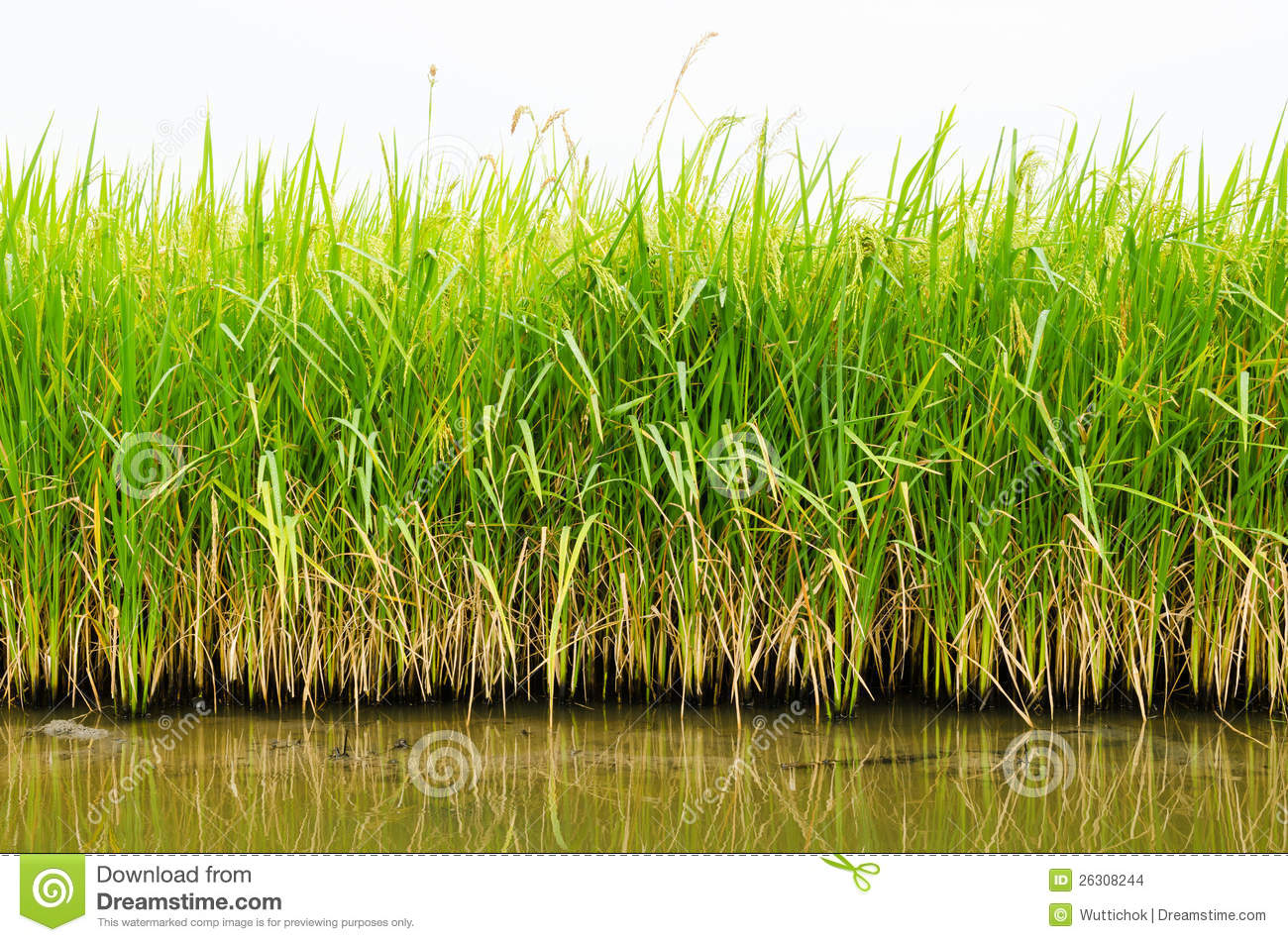 Rice Plant In Rice Field Stock Images   Image  26308244