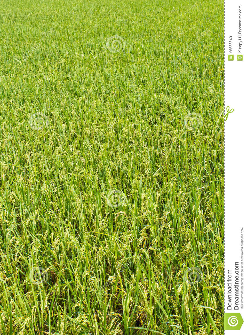 Rice Plant In Rice Field Stock Photo   Image  26665540