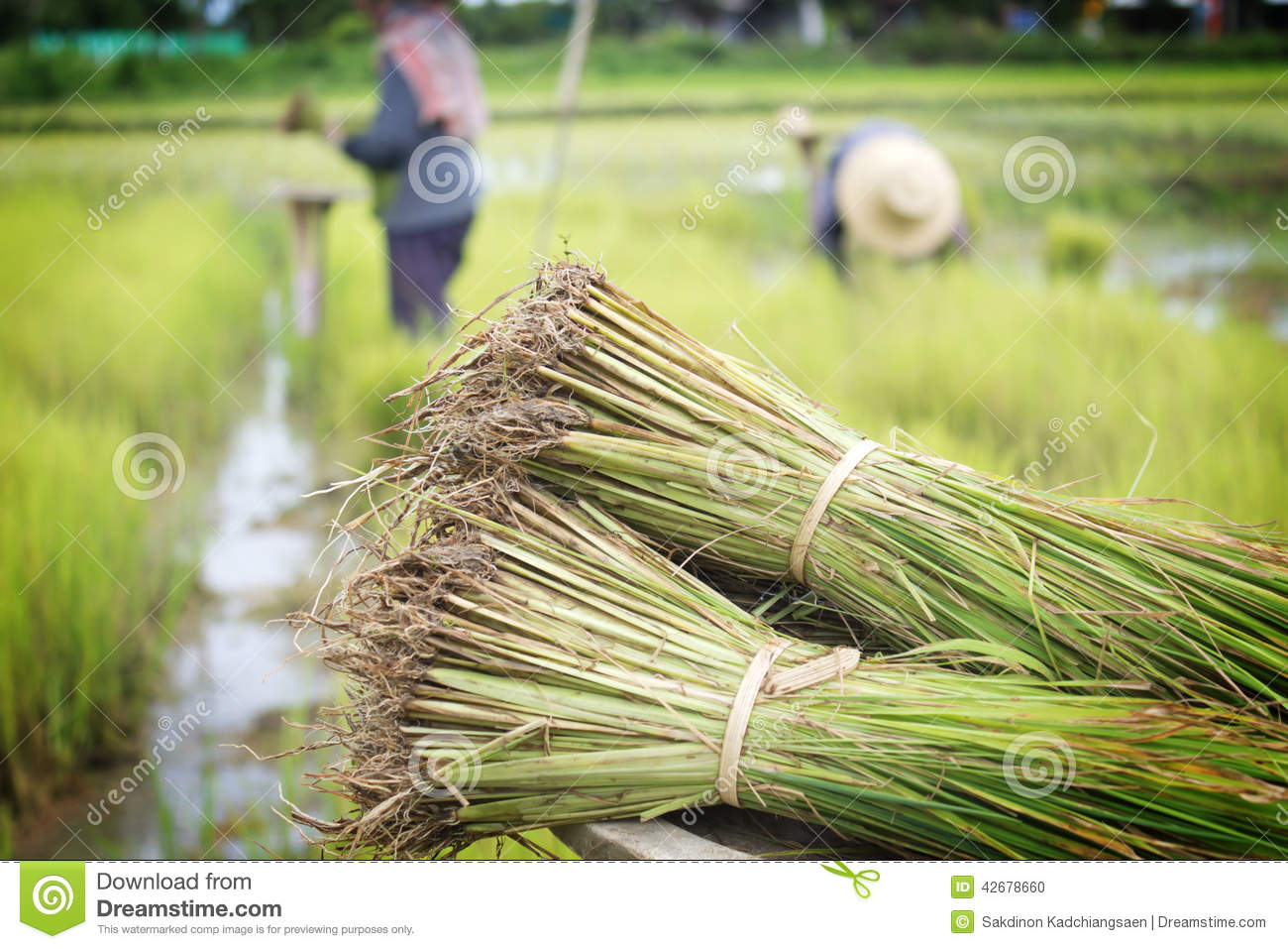 Rice Plant In Rice Field Stock Photo   Image  42678660
