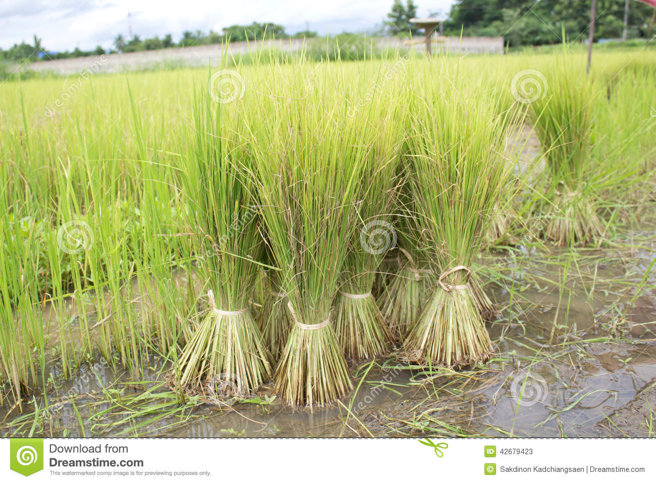 Rice Plant In Rice Field Stock Photo   Image  42679423