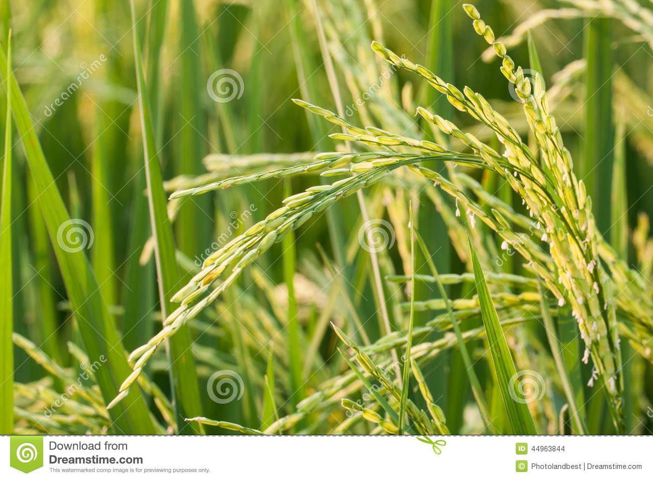 Rice Plant In Rice Field  Stock Photo   Image  44963844