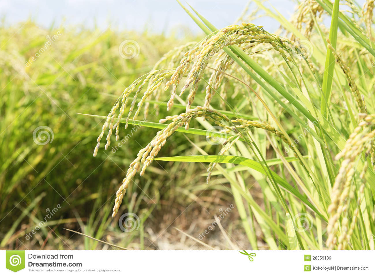 Rice Plant Royalty Free Stock Image   Image  28359186