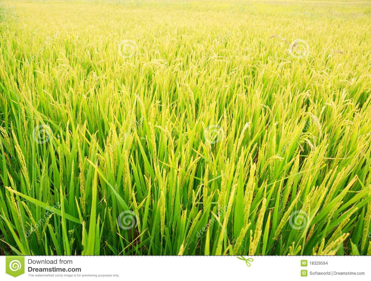 Rice Plant Stock Images   Image  18329594