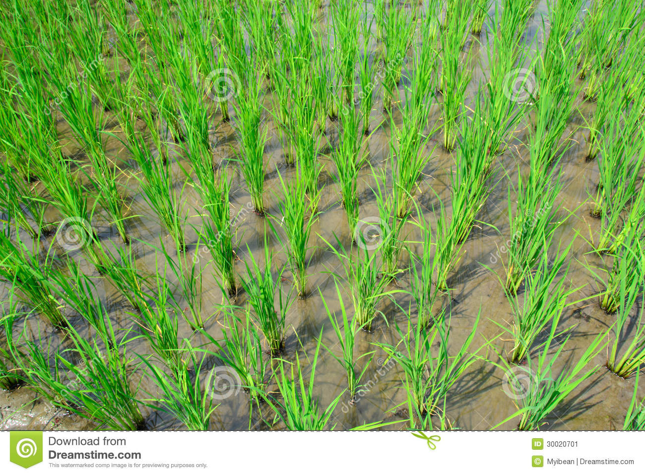 Young Rice Plant In Rice Field Stock Image   Image  30020701