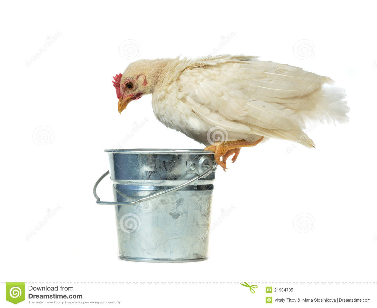Chicken Sits On Bucket Royalty Free Stock Photo   Image  21904735