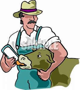 Farmer Bottle Feeding A Calf   Royalty Free Clipart Picture
