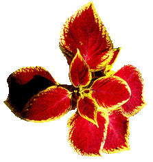 Red And Yellow Leaves Gif Oach Fall Leaf Gif