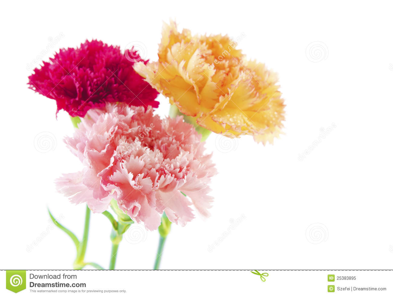 Carnation Flowers Royalty Free Stock Photo   Image  25383895