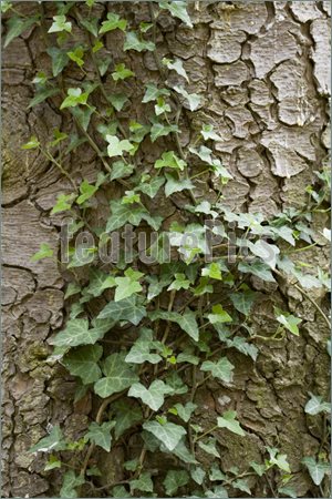 Climbing Ivy Clipart Pic  18