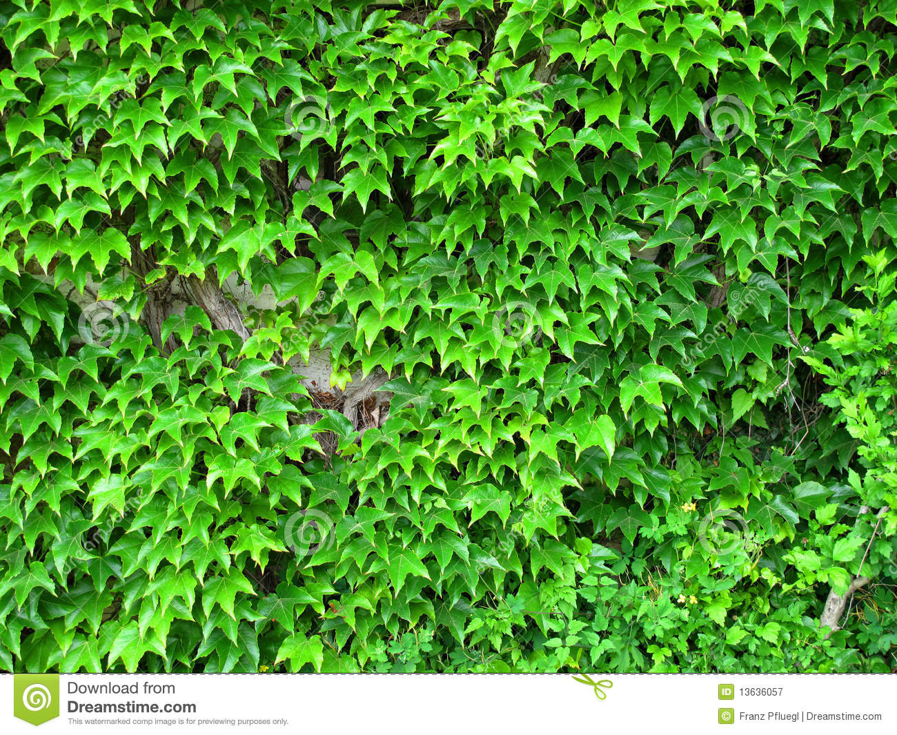 Climbing Ivy Royalty Free Stock Photography   Image  13636057