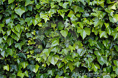 Climbing Ivy Royalty Free Stock Photos   Image  735058