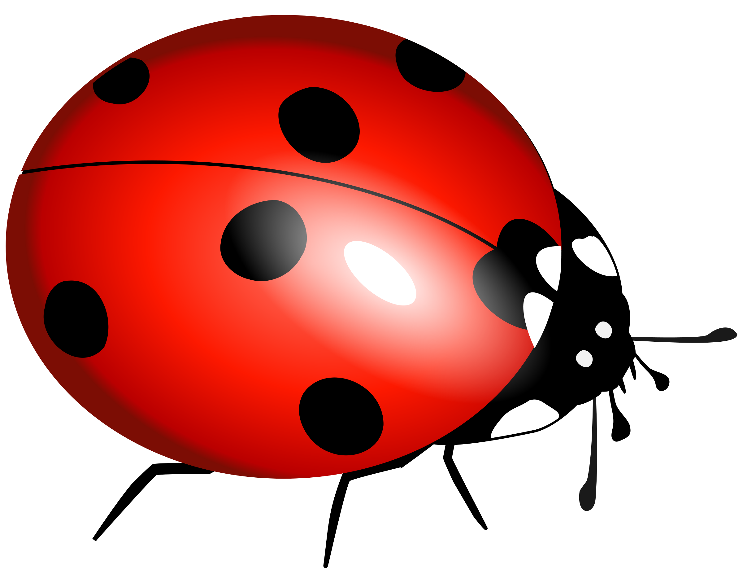 Download Png Image  Ladybug Png Image