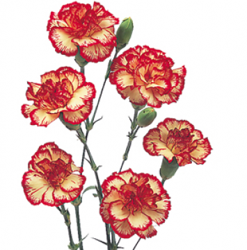 Flowers For Flower Lovers   Mini Carnation Flowers Pictures