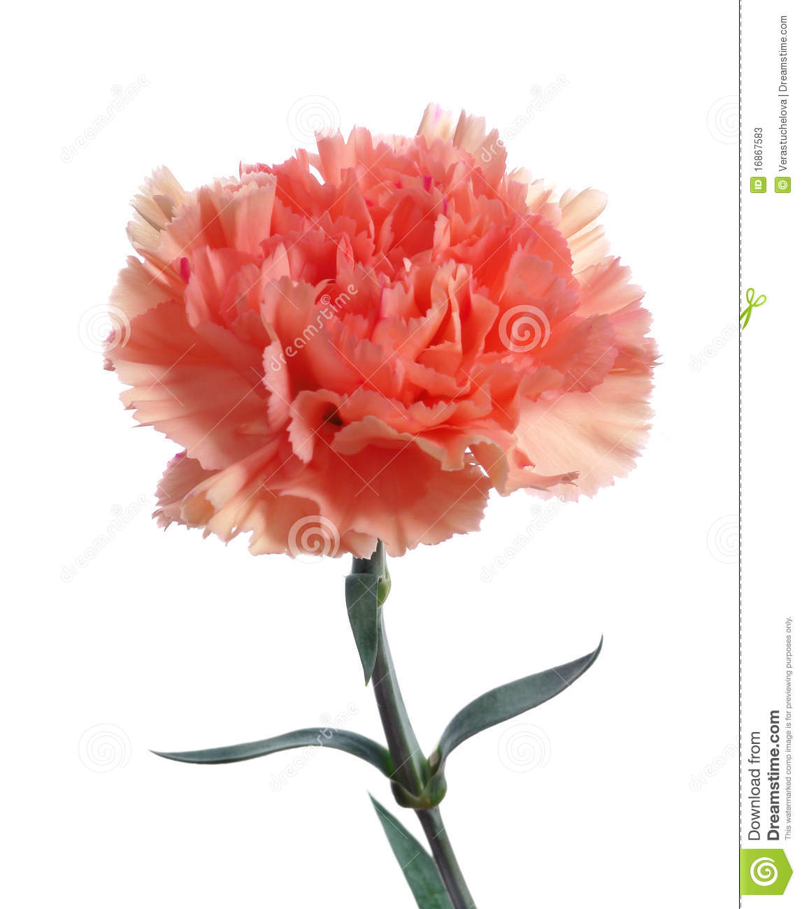 More Similar Stock Images Of   Pink Carnation Flower
