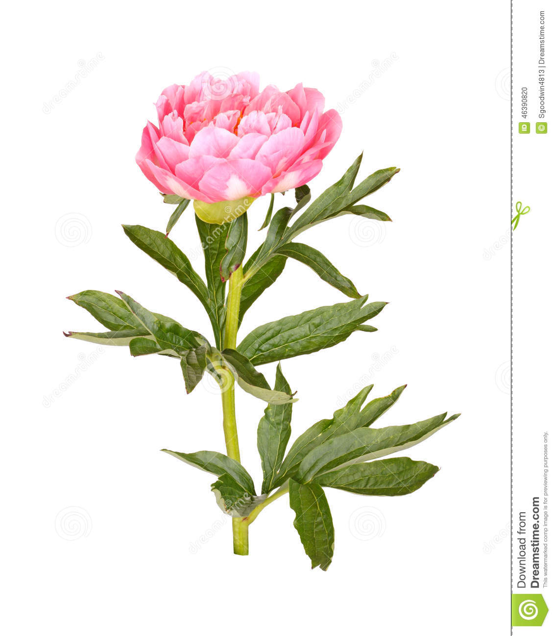 One Double Flower Stem And Leaves Of A Pink Peony  Paeonia Lactiflora