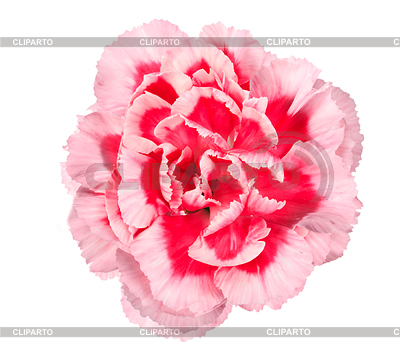 One Pink Bud Flower Of Rose  Close Up  Isolated On White Background