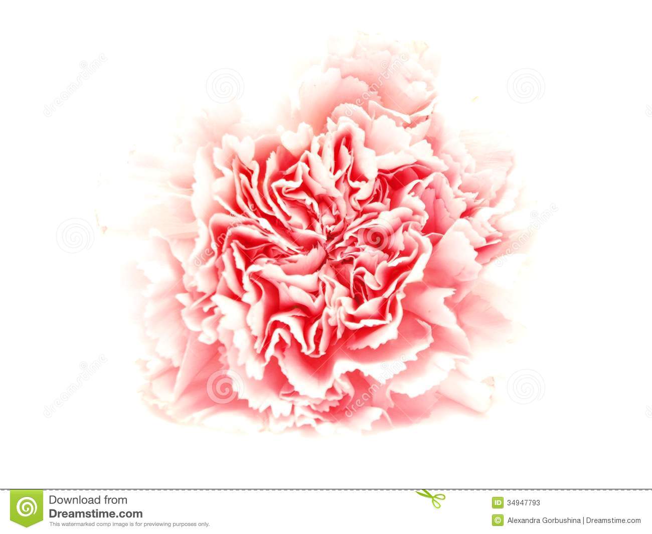 One Pink Isolated Carnation On White Background Stock Photos   Image
