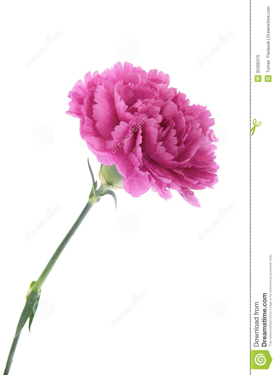 Pink Carnations Stock Photo   Image  35306370