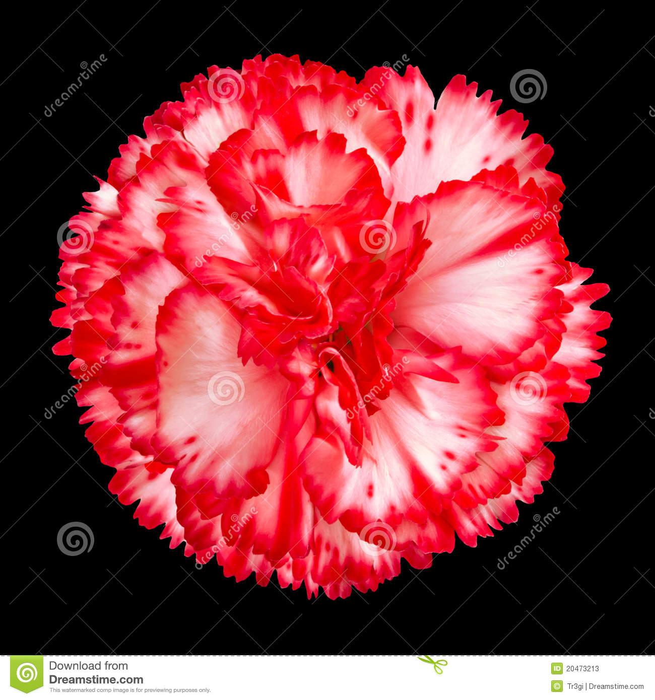 Red And White Carnation Flower Isolated Stock Photos   Image  20473213