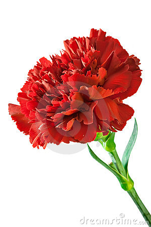 Red Carnation Clipart Red Carnation 18133026 Jpg