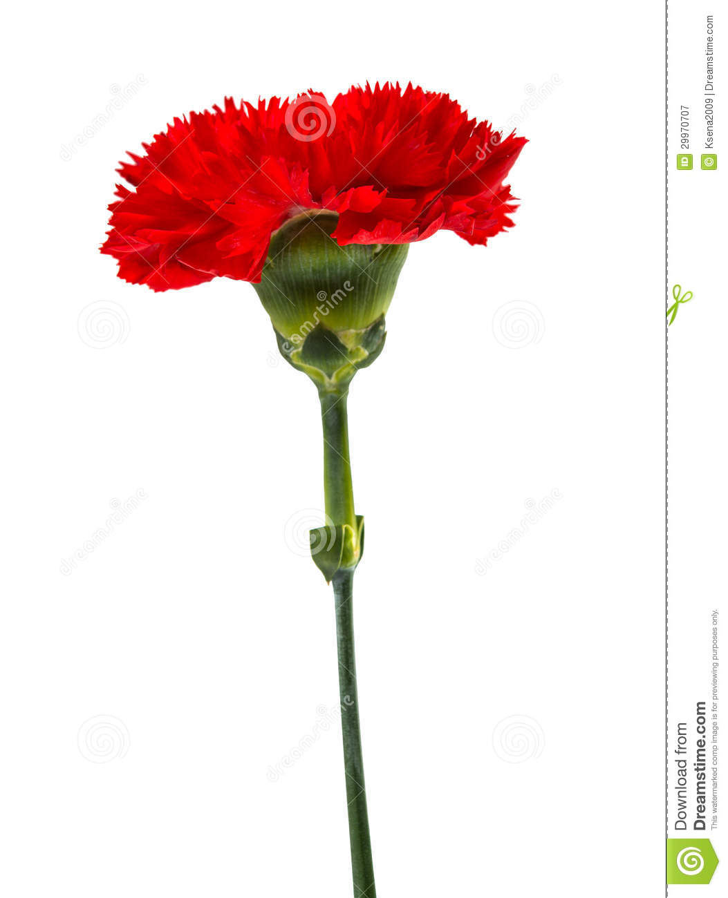 Red Carnation Close Up Royalty Free Stock Photography   Image