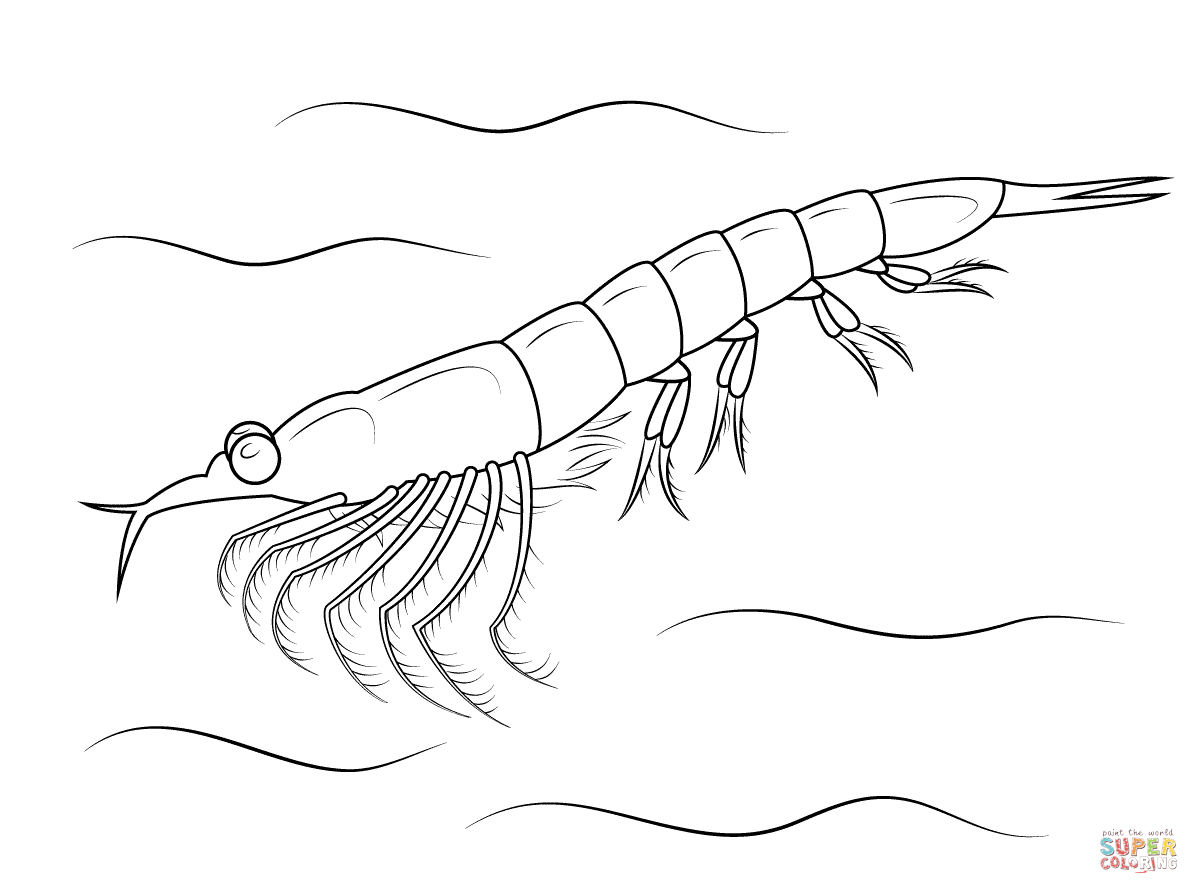 Coloring Pages Krill   Coloring Pages Printable