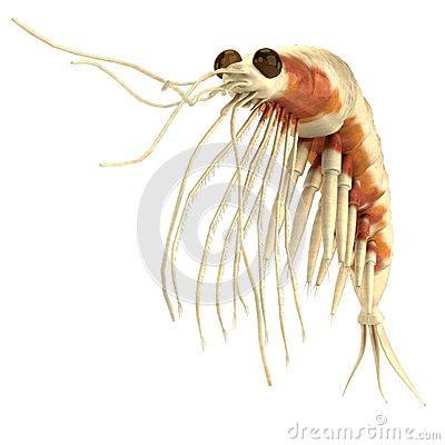 Krill Clipart D Render Crustacean Krill