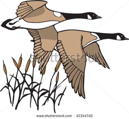Pair Of Illustrated Canada Geese In Flight  Both Geese And Cattails
