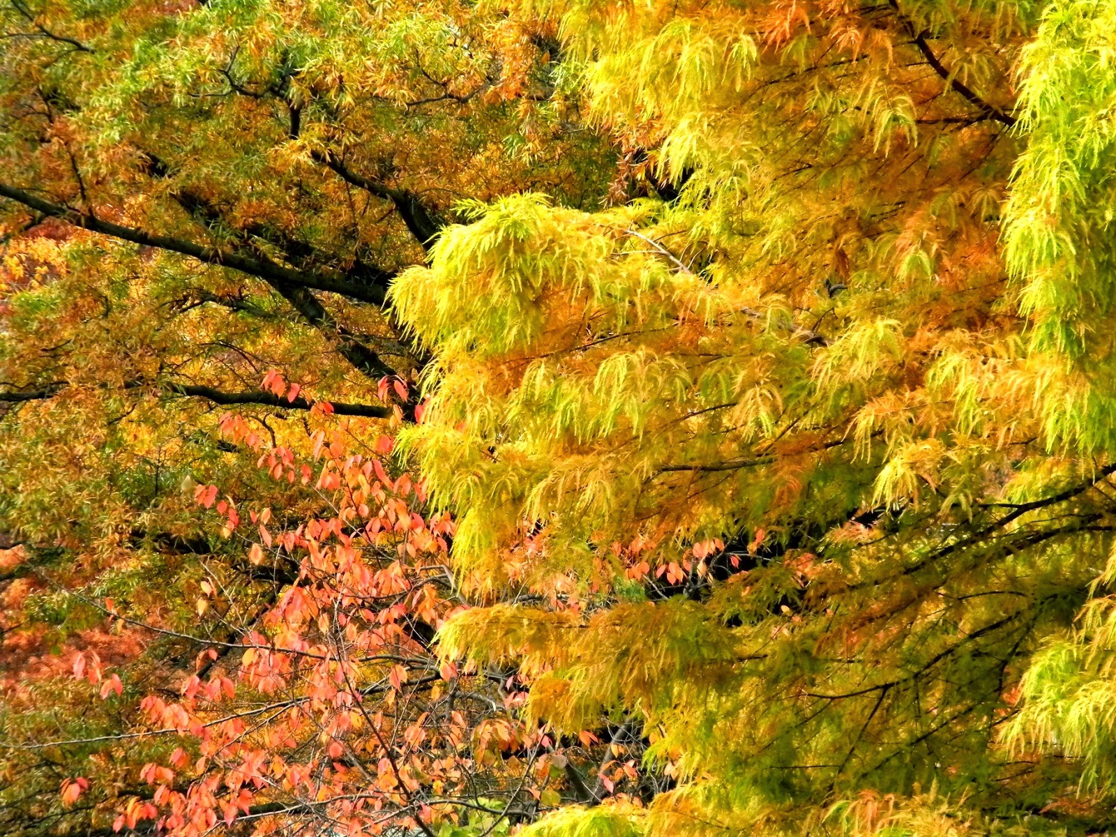 Fall Autumn Colors Clip Art Public Domain Clip Art Photos And Images
