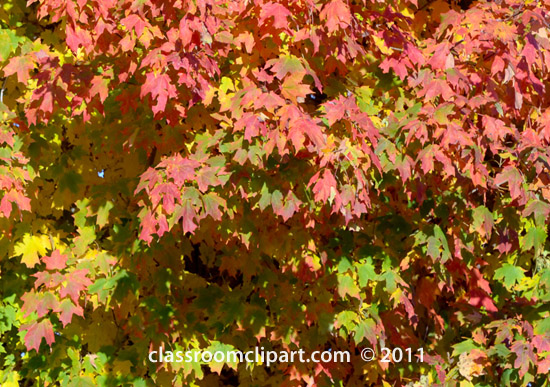Fall Leaves   Fall Colors Tree 51a   Classroom Clipart