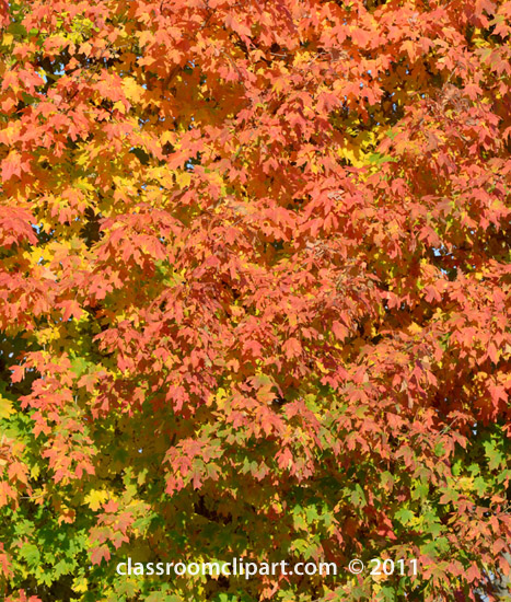 Fall Leaves   Fall Colors Tree 52a   Classroom Clipart