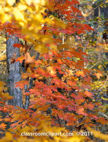 Fall Leaves   Fall Colors Tree 90a   Classroom Clipart