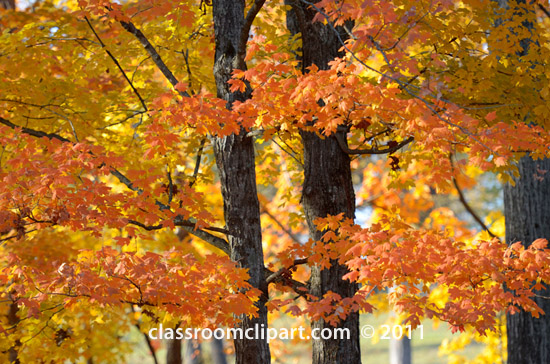 Fall Leaves   Trees Fall Colors Orange   Classroom Clipart