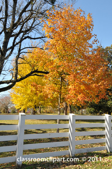 Fall Leaves   White Fence Falll Folliage Tree   Classroom Clipart