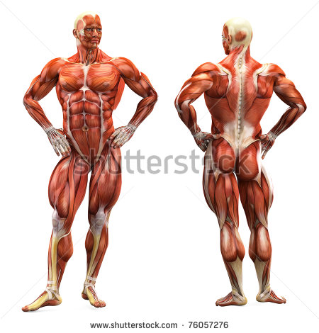 Gallery For   Back Muscles Clipart