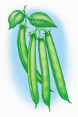 Green Beans Illustrations And Clipart
