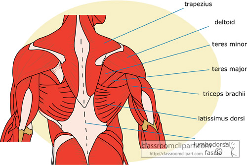 Muscle Strurcture Of The Human Back Shoulder   Classroom Clipart