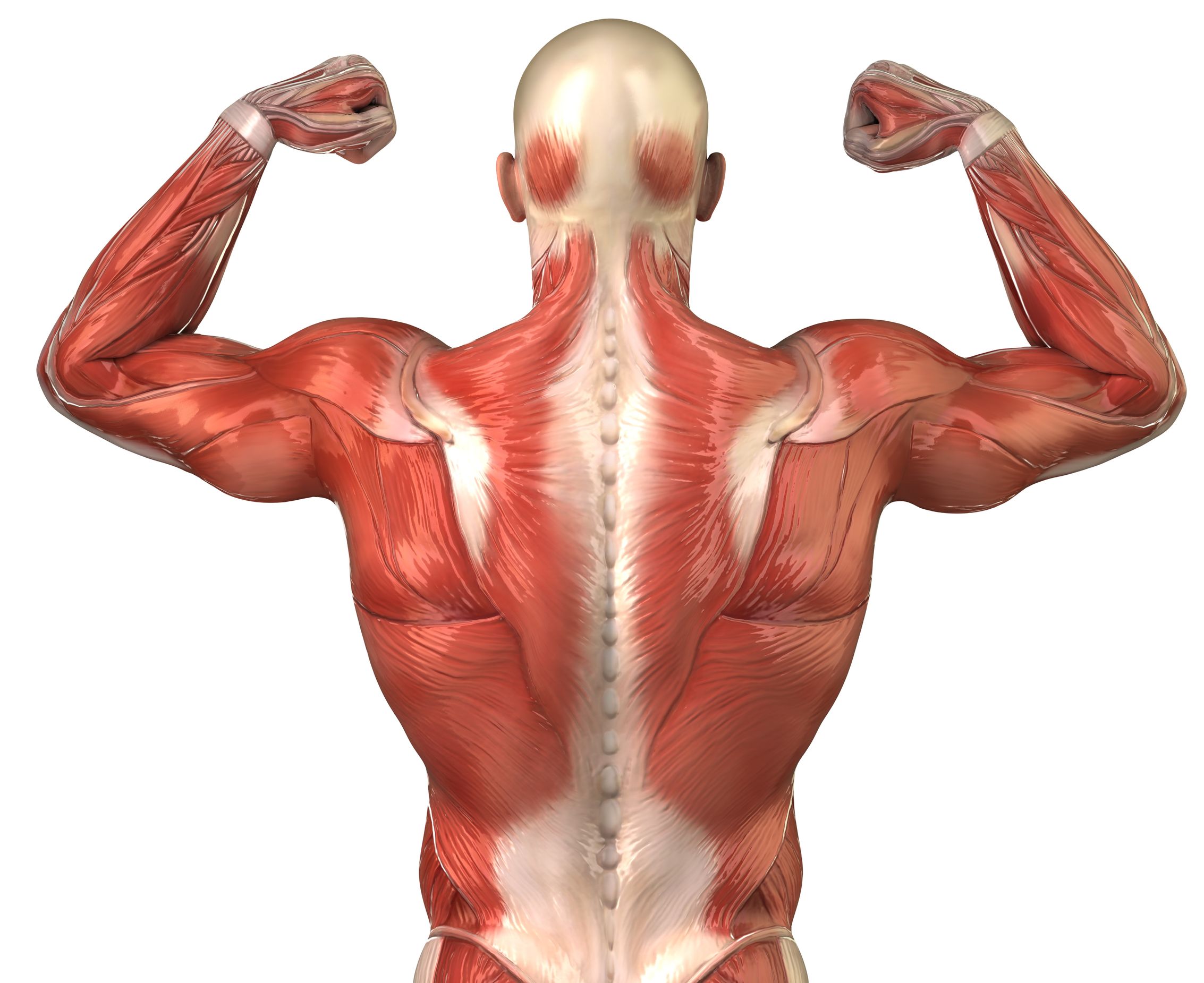 Muscles Anatomy Back