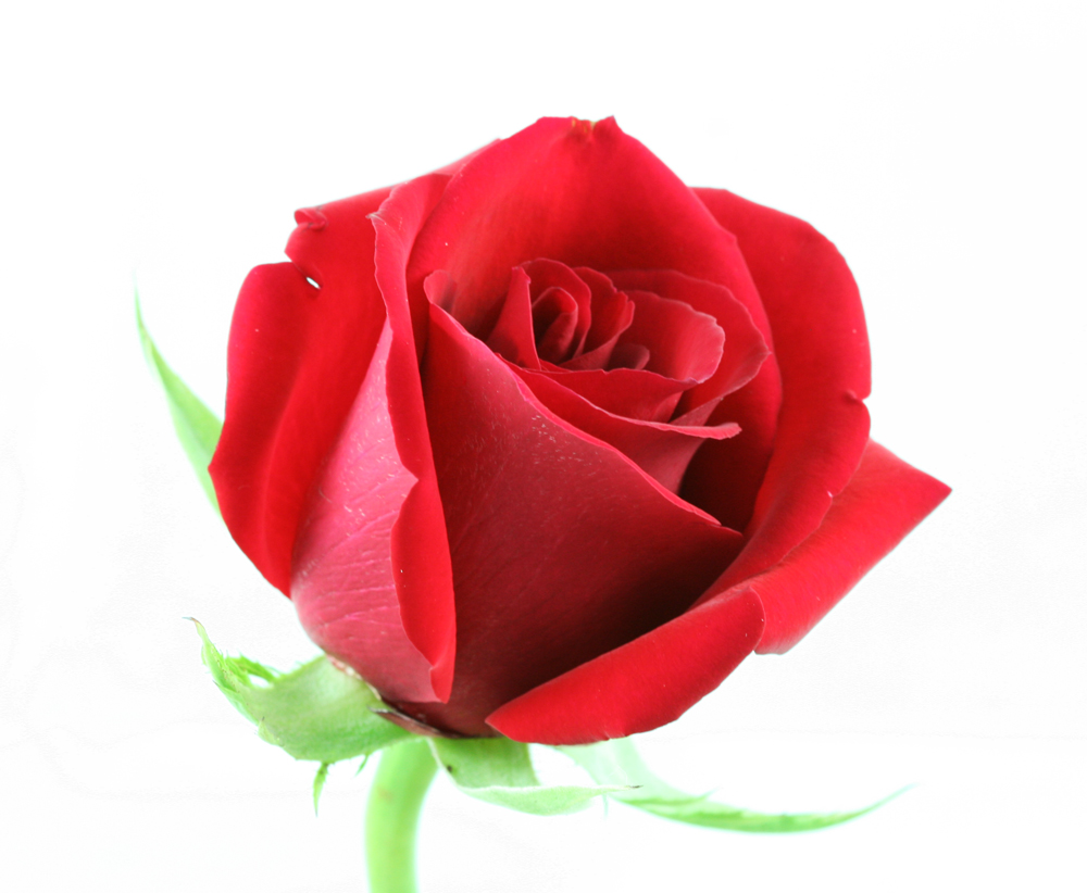 Single Rose Png Single Rose Flower Png Clipart