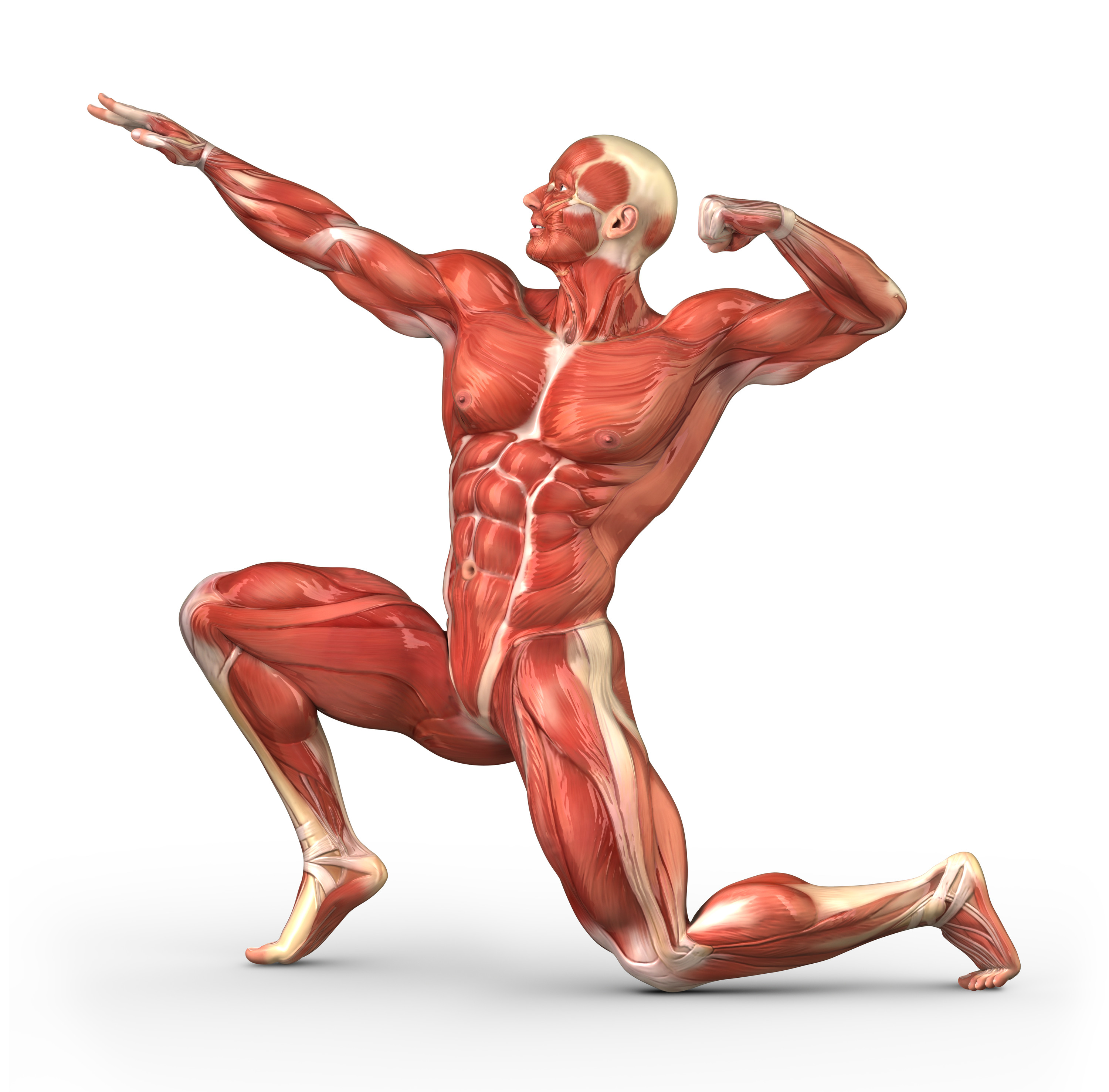 The Muscular System  How We Move Around   Interactive Biology With