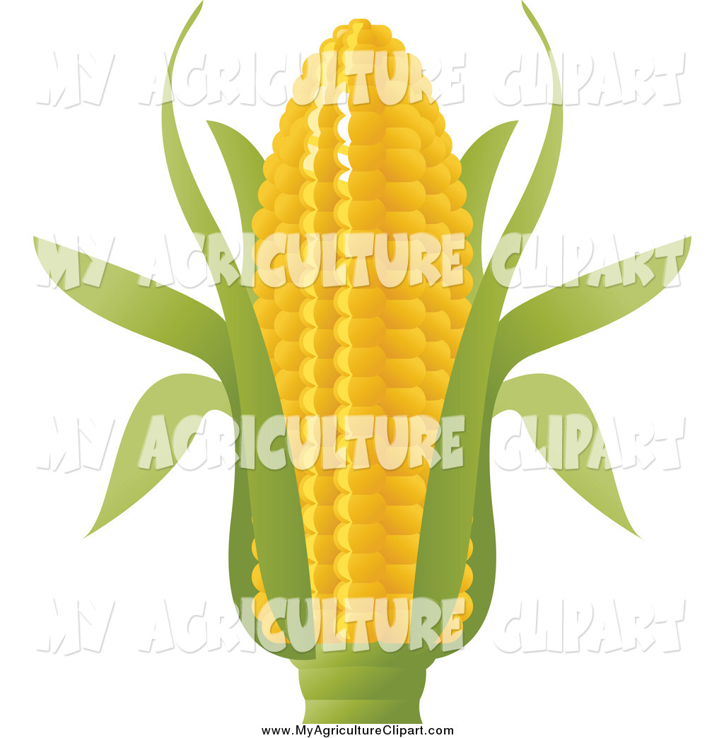 Vector Agriculture Clipart Ofnear Of Corn