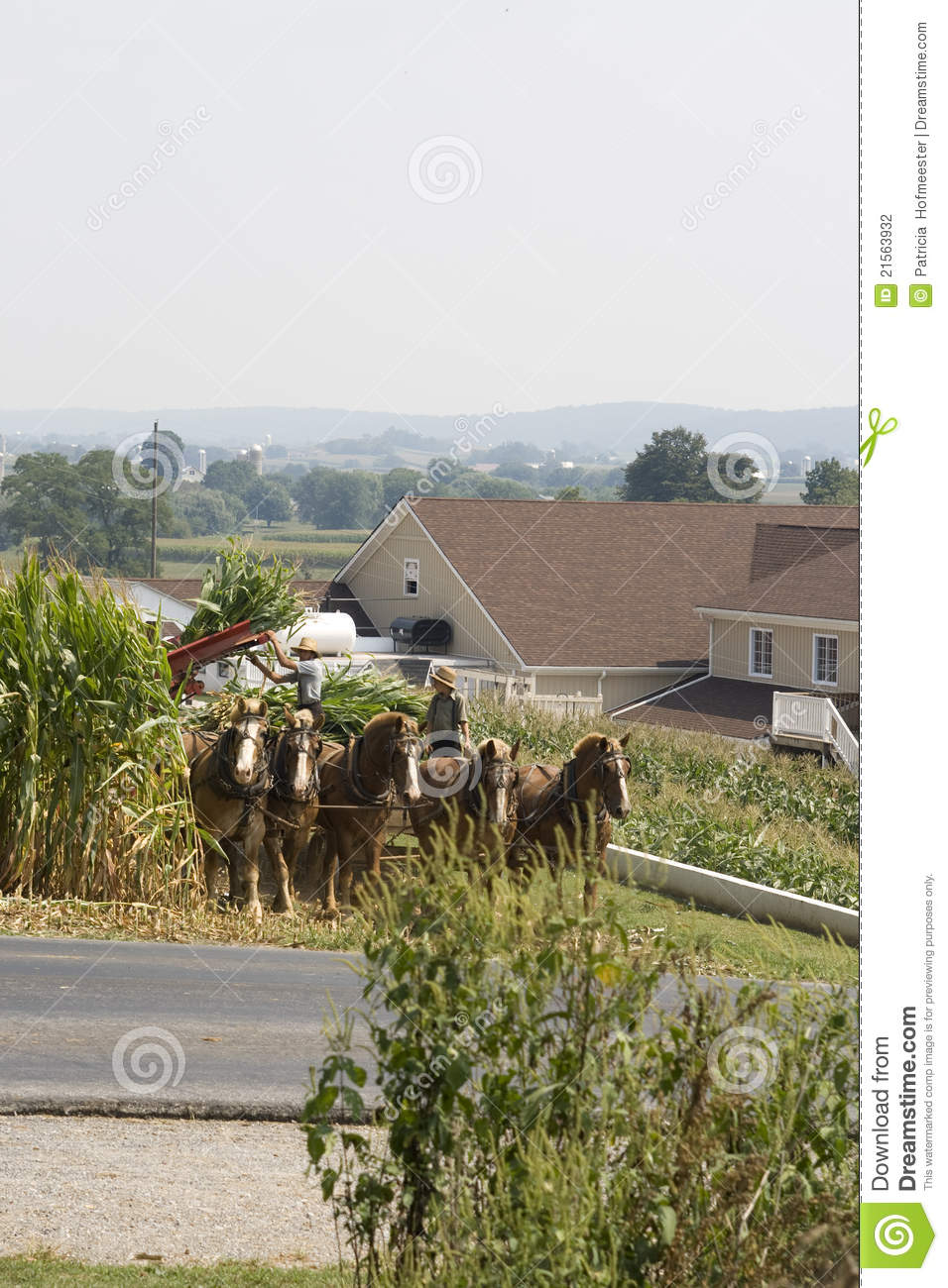 Amish Farmer And Son Editorial Photography   Image  21563932