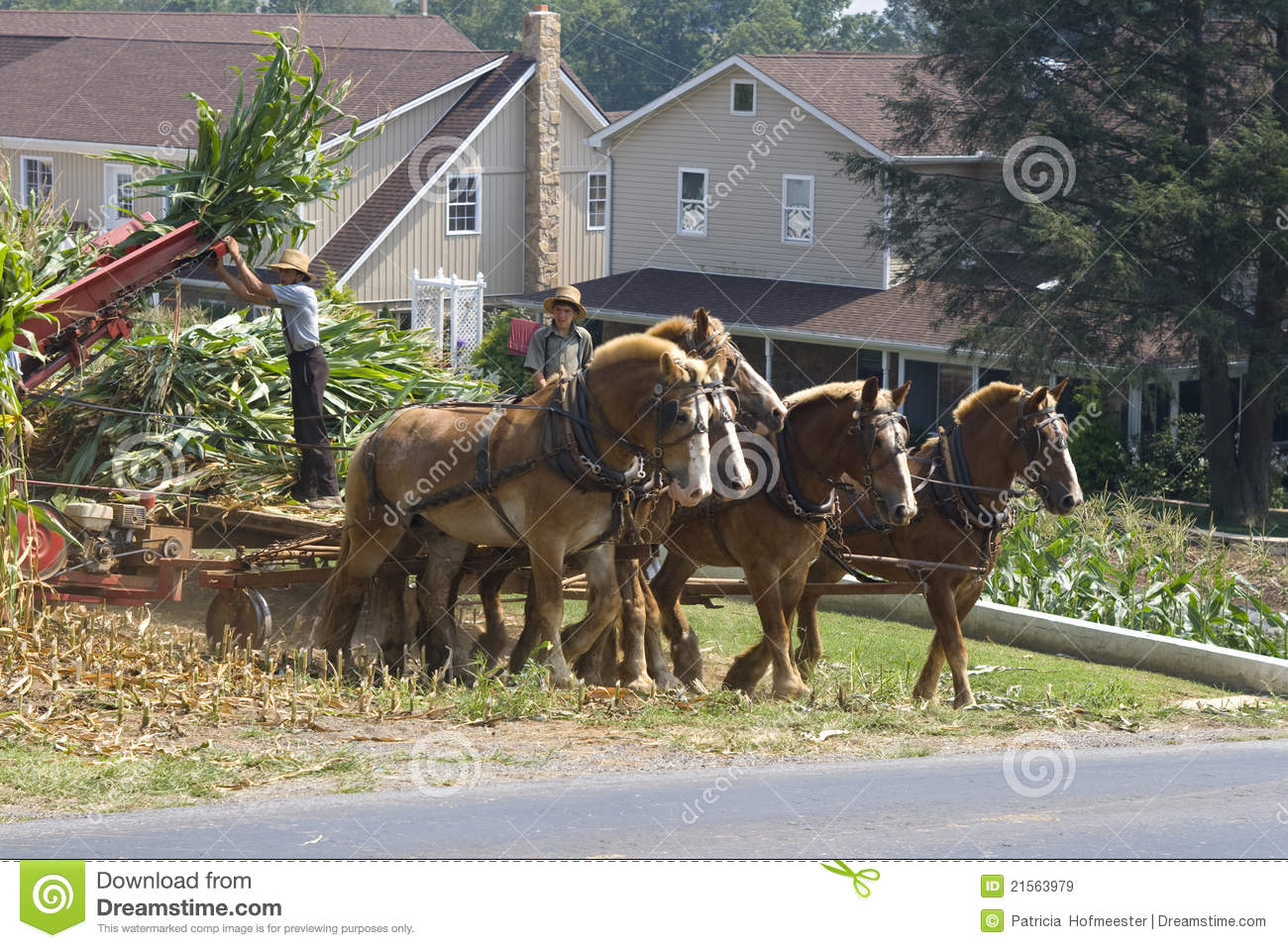 Amish Farmer And Son Working Editorial Stock Image   Image  21563979