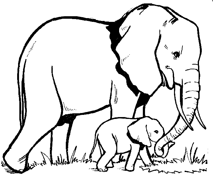 Baby Elephant Outline   Cliparts Co
